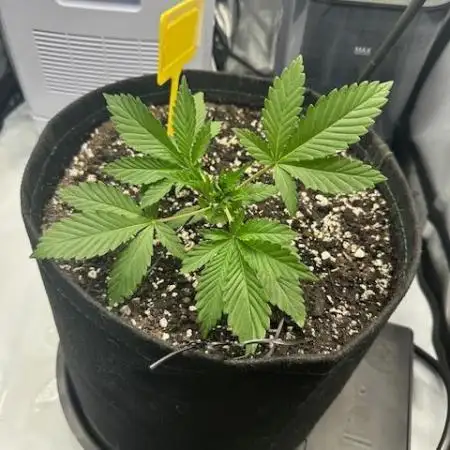 My Very First Grow