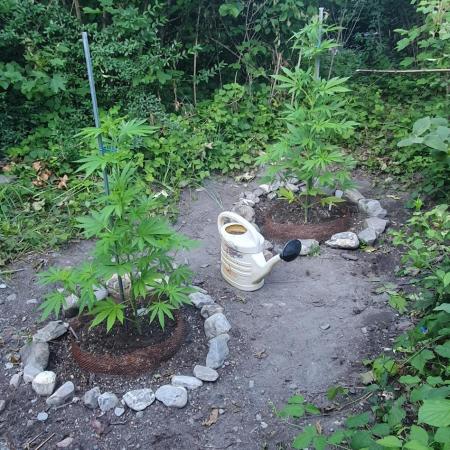 Green House Seeds A.M.S. outdoor 2025
