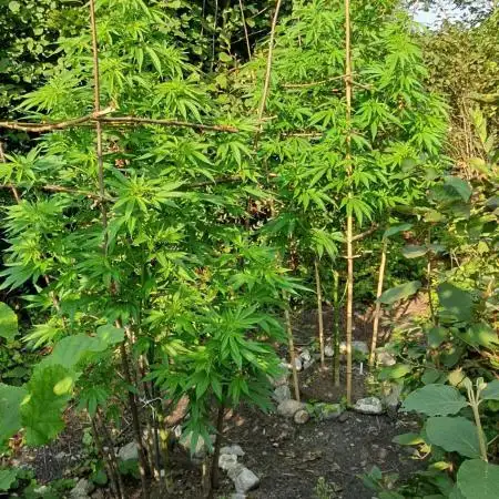 Green House Seeds A.M.S. outdoor 2025