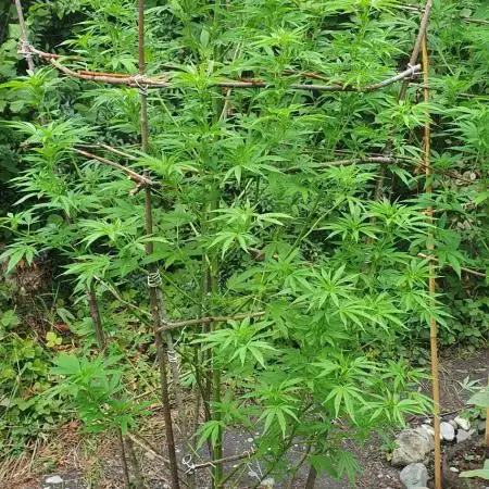 Green House Seeds A.M.S. outdoor 2025