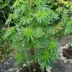 Green House Seeds A.M.S. outdoor 2025