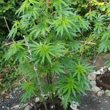 Green House Seeds A.M.S. outdoor 2025