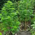 Green House Seeds A.M.S. outdoor 2025