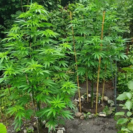 Green House Seeds A.M.S. outdoor 2025
