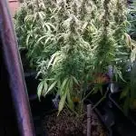 Auto Cindarella Jack