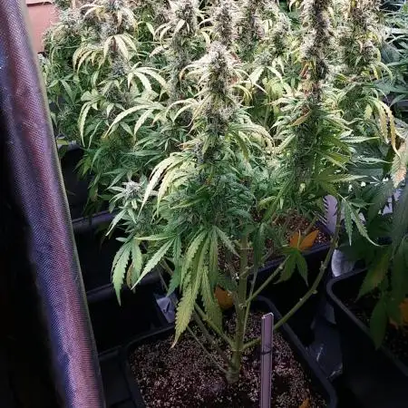 Auto Cindarella Jack