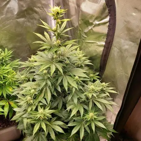 Critical Orange Punch