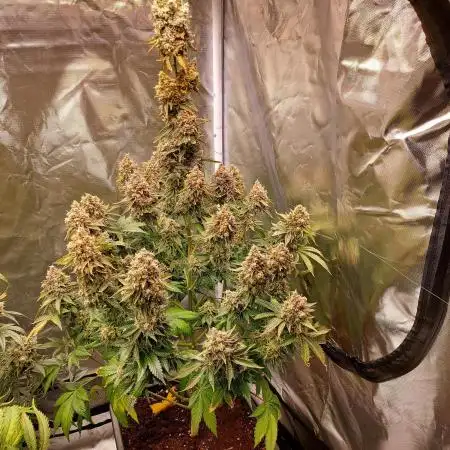 Amsterdam Amnesia