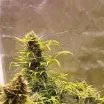 Auto Orange Bud