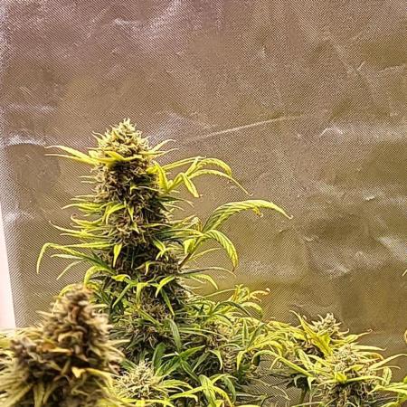 Auto Orange Bud