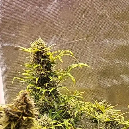 Auto Orange Bud