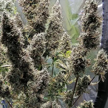 Auto Critical Orange Punch