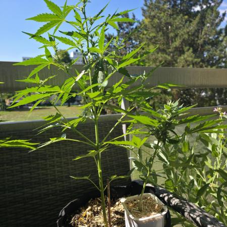 Super Skunk Auto