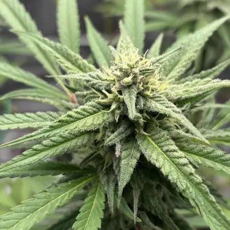 Super Lemon Haze #1