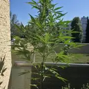 Super Skunk Auto
