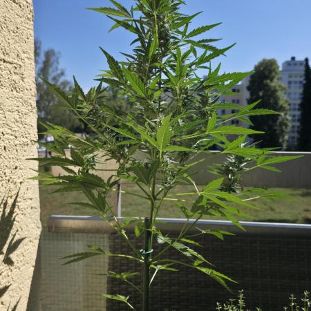 Super Skunk Auto