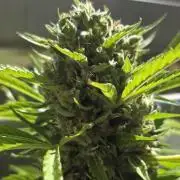 Frosted Zinn x Coockie Dog Auto