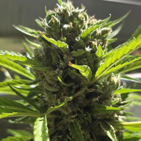Frosted Zinn x Coockie Dog Auto