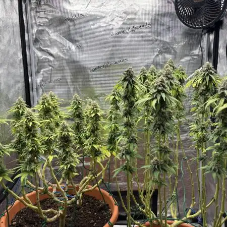 Super Lemon Haze #1