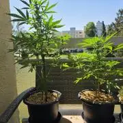 Frosted Zinn x Coockie Dog Auto