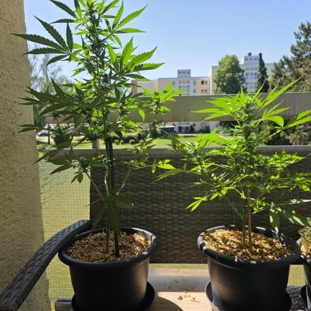 Frosted Zinn x Coockie Dog Auto