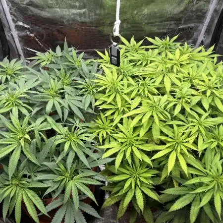 Super Lemon Haze #1