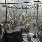 Blue Gelato 41
