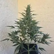 Super Skunk Auto