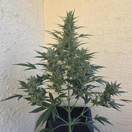 Super Skunk Auto