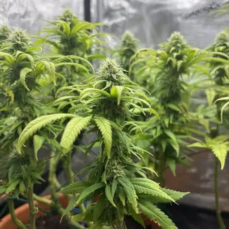 Super Lemon Haze #1