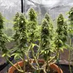 Super Lemon Haze #1