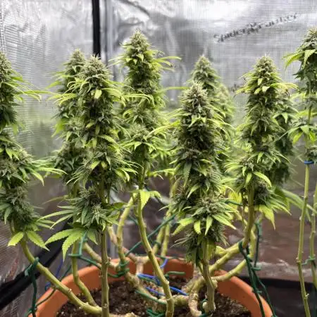 Super Lemon Haze #1
