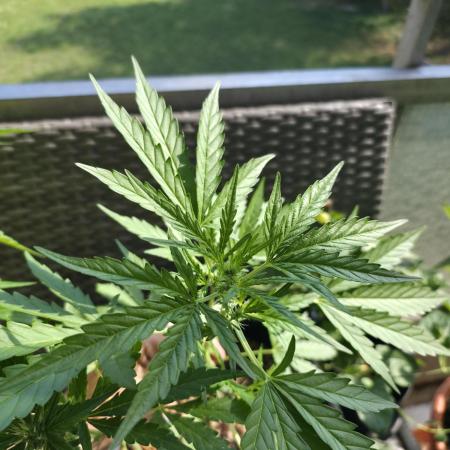 Super Skunk Auto
