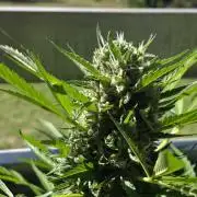 Frosted Zinn x Coockie Dog Auto