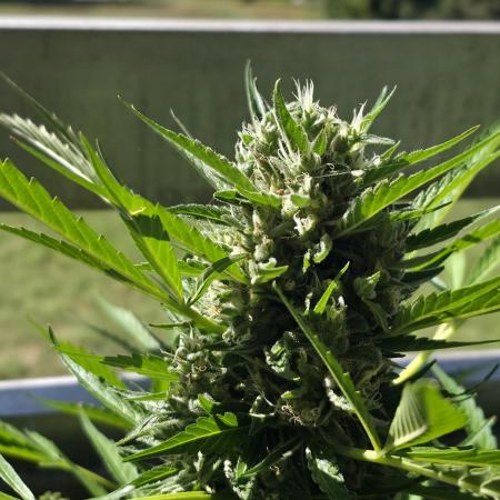 Frosted Zinn x Coockie Dog Auto
