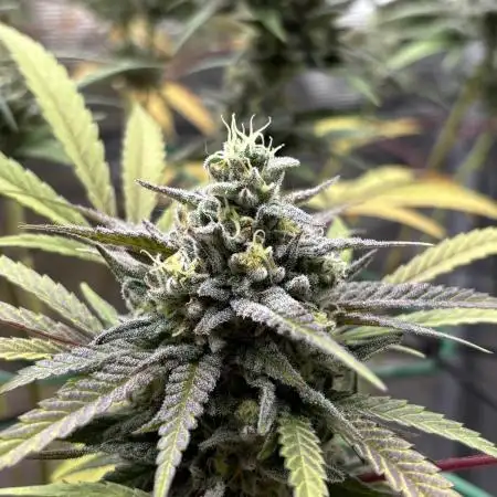 Super Lemon Haze #1