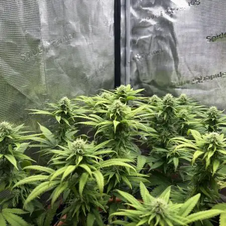 Super Lemon Haze #1