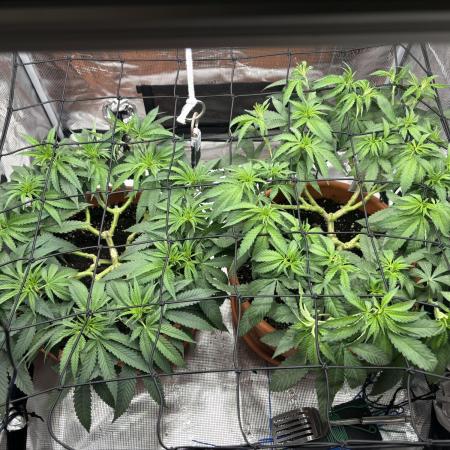 Super Lemon Haze #1