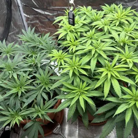 Super Lemon Haze #1