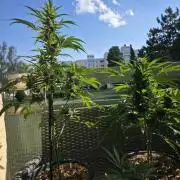 Frosted Zinn x Coockie Dog Auto