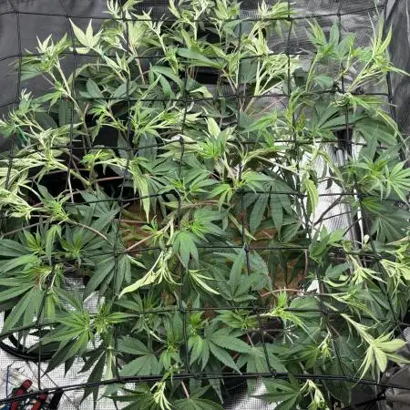 Blue Gelato 41