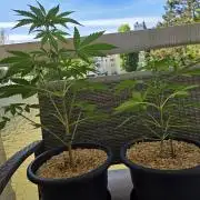 Frosted Zinn x Coockie Dog Auto
