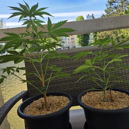 Frosted Zinn x Coockie Dog Auto