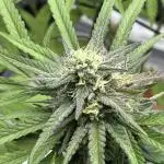 Super Lemon Haze #1