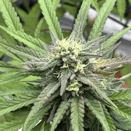 Super Lemon Haze #1