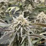 Blue Gelato 41