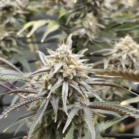 Blue Gelato 41