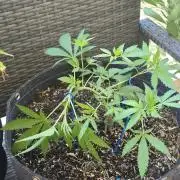 Sour Strawberry