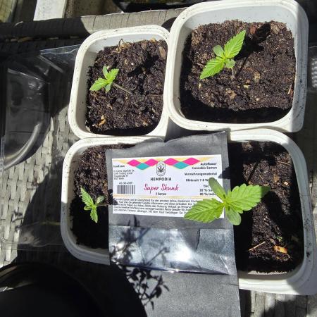 Super Skunk Auto