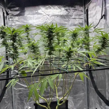 Super Lemon Haze #1